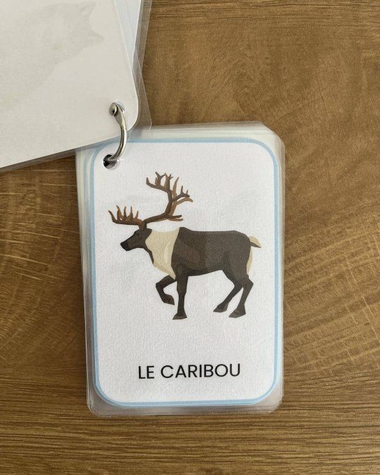 Les animaux de la banquise